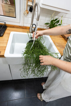 Woman watering rhipsalis plant in kitchen sink
