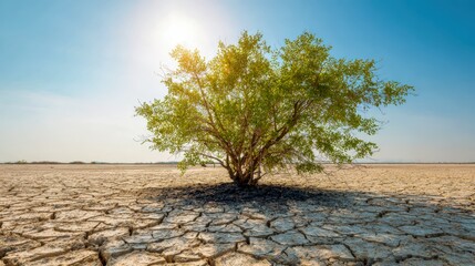 Resilient Tree Surviving in Arid Desert Landscape Under Bright Sunlight, Symbolizing Hope and Environmental Conservation