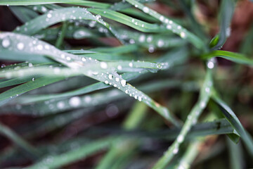 Raindrops on green leaves on a garden
