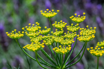 Hinojo Silvestre - Foeniculum Vulgare