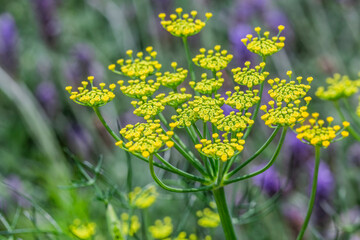 Hinojo Silvestre - Foeniculum Vulgare