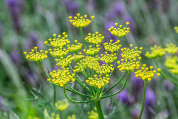 Hinojo Silvestre - Foeniculum Vulgare
