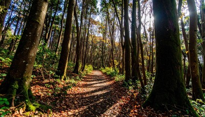 Obraz premium A sunlit forest path curves through tall, moss-covered trees with fallen leaves on the ground.