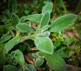 leaves of goldfish Stachys byzantina, panc in vegetable garden