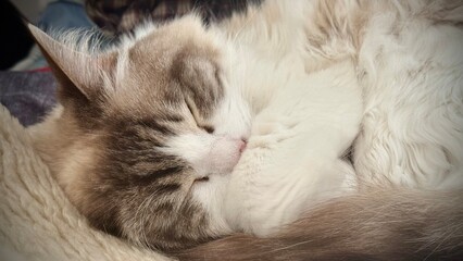 Kot, Ragdoll © Jarek