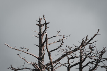 Dry trees in autumn on a cloudy day. Change of seasons, climate change. Caring for the planet.