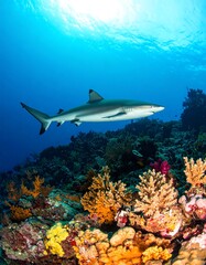 Fototapeta premium Shark swimming among coral reefs