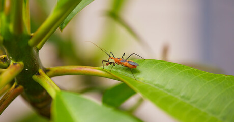 Orange assassin bug feeding on a wasp!