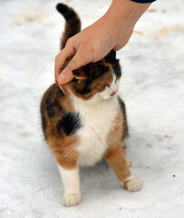 A tricolor cat with white, red and black fur stands in the snow and receives affection from a person. 