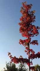 Young maple tree with vibrant red leaves showing early autumn colors in August against a clear blue sky.