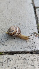 A single snail with a brown and white striped shell crawling on stone paving, close-up detail.