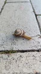 A single garden snail crawling slowly along a stone garden path, side view of its journey.