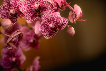 Orchidee Orchideenbl&uuml;ten mit Textraum Bokeh