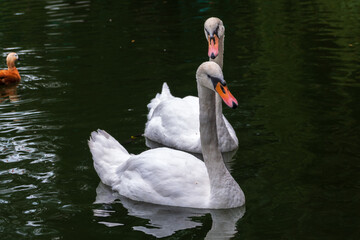 Obraz premium Two Graceful white Swans swimming in the lake, swans in the wild