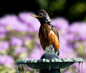 robin in fountain