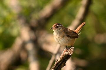 Marsh Wren perched on a twig