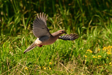 Mourning Dove in flight with wings spread gathering nesting materials