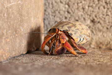 Crab at a dock near the beach