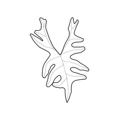 Obraz premium Black outline leaf of alocasia tandurusa. Isolated black line exotic leaf of alocasia jacklyn on white background