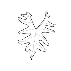 Isolated black outline leaf of alocasia tandurusa. Black line exotic leaf of alocasia jacklyn on white background.