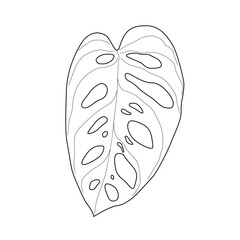Isolated black outline leaf of monstera adansonii. Black line exotic leaf of monstera on white background. Page of coloring book