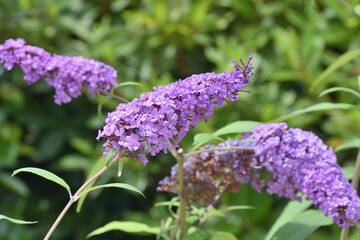 天空の農園のブッドレア