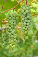 天空の農園のスチューベン