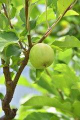 天空の農園のアルプス乙女