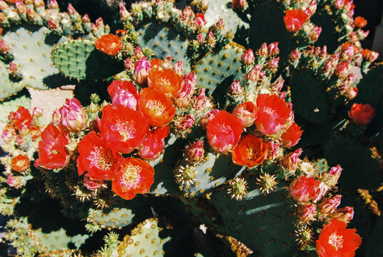 Chenille prickly pear cactus with red flowers