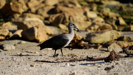 Close-up of a hadeda ibis walking on a sandy beach with rocks in the background
