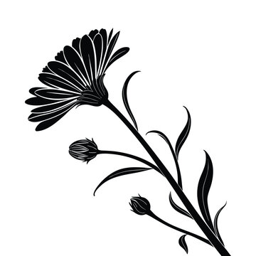 Black silhouette of a calendula flower with buds and leaves on white black and white