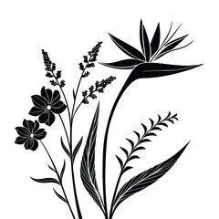 Black silhouette of Bird of Paradise flower and other foliage Strelitzia black and white