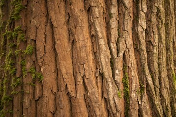 Obraz premium Closeup view of rough, textured tree bark with moss and natural patterns
