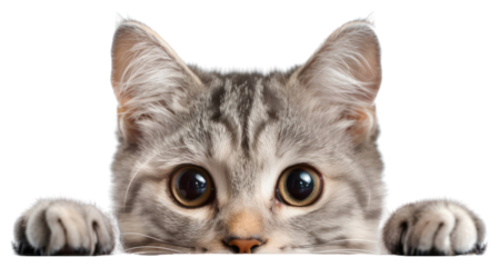 PNG Curious cat peeking over edge