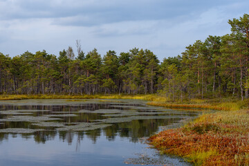 A lake and bog shoreline in Estonia. Floating vegetation and reflections of the sky cover the water. The shore has low pines and red moss, all bathed in soft evening light from an overcast sky.
