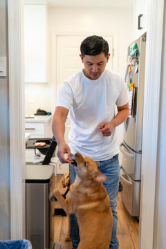 dog training at home