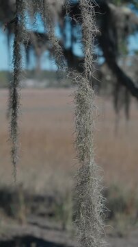 Captain Sams Creek Marsh Views, Seabrook Island SC