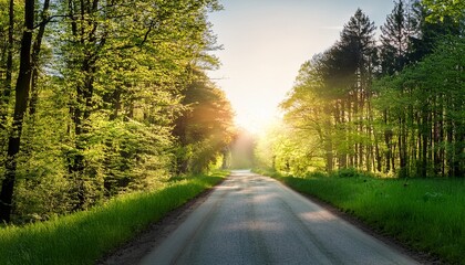 Fototapeta premium country road in the middle of the forest beautiful green forest in spring at sunrise