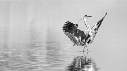 Great Heron Landing in Water (Ardea Cinerea)