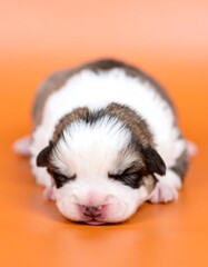 Newborn puppy sleeping
