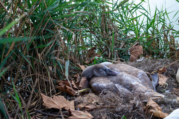 Swans peacefully resting and sleeping on a bed of reeds by the lakeside, surrounded by green vegetation and calm waters, showcasing serene natural beauty.