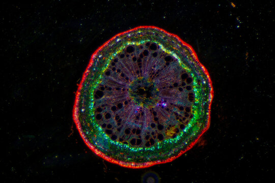 micrograph of Herba Abrus plant cells