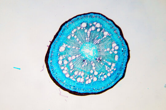 micrograph of Herba Abrus plant cells