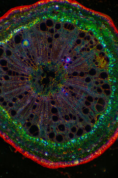 micrograph of Herba Abrus plant cells