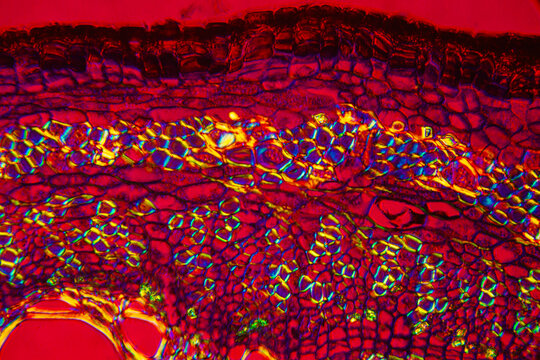 micrograph of Herba Abrus plant cells