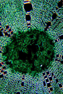 micrograph of Herba Abrus plant cells