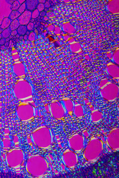 micrograph of Herba Abrus plant cells