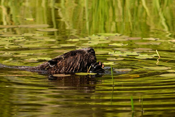 Summer scene of a beaver eating as it floats on the surface of a lake