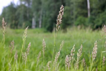 Close Up Of Wild Meadow Grass Panicles In A Field With A Blurred Forest In The Background. Summer Rural Landscape, Nature Background.