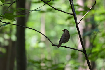 A Song Thrush (Turdus Philomelos) Perched On A Branch In The Shade Of A Dark Summer Forest, With A Green Bokeh Background.